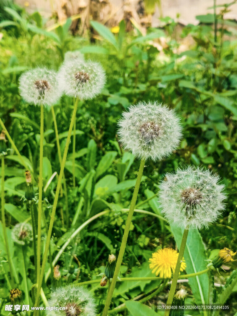 草地上的蒲公英