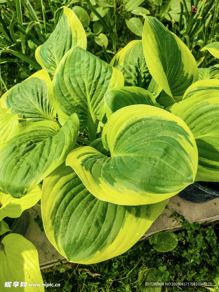 黄绿相间玉簪植物特写