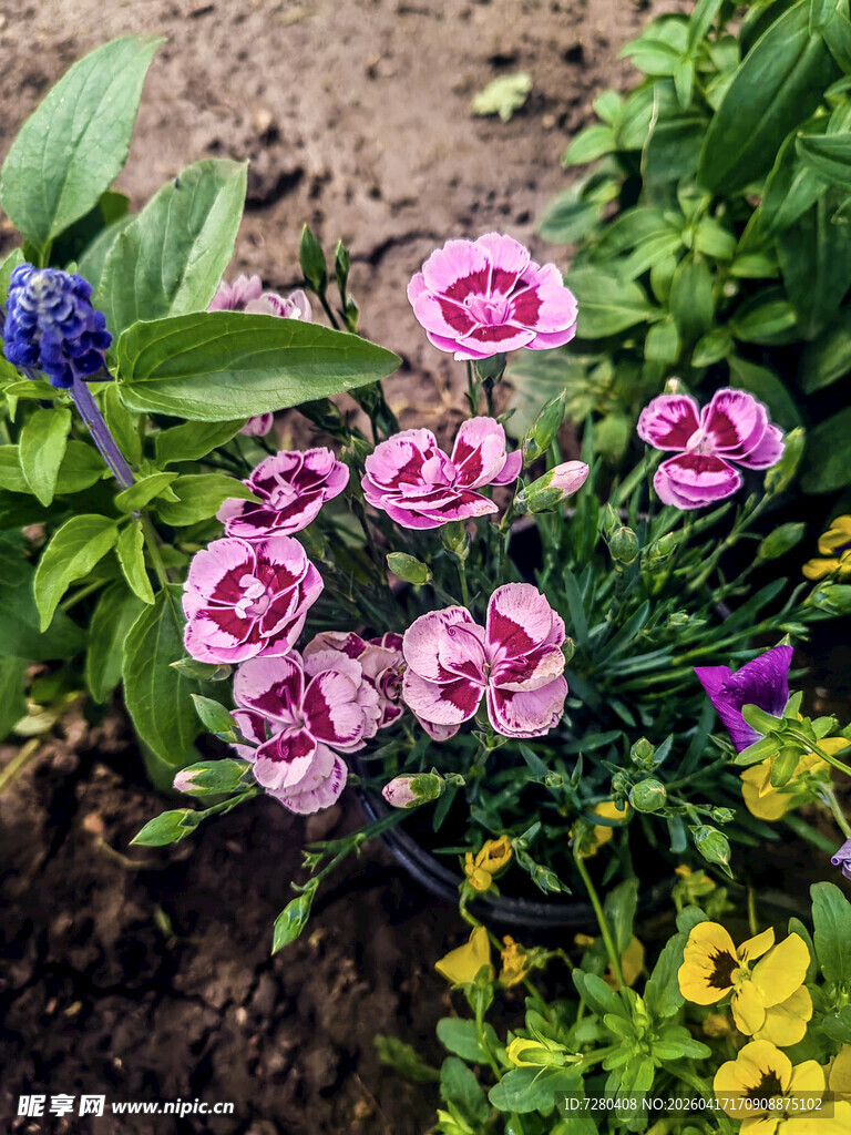 多彩花卉绽放于花园中