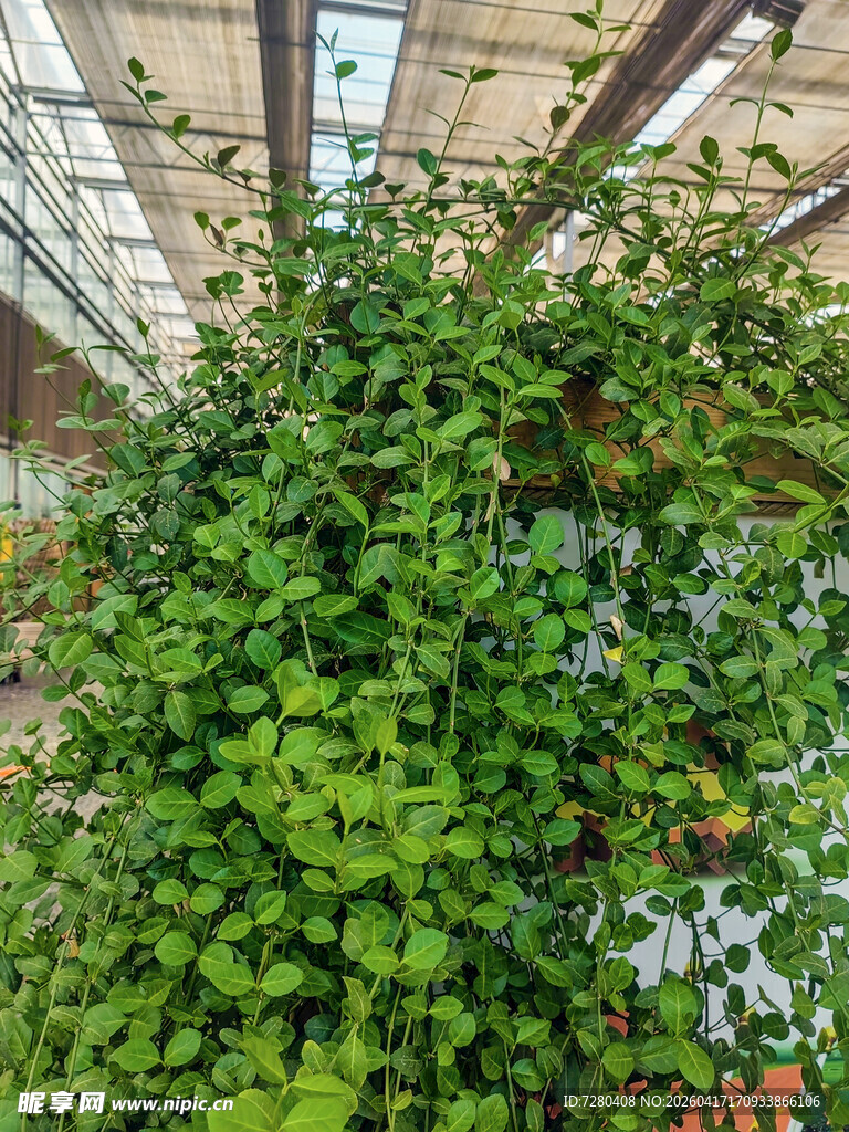 温室中繁茂的绿植景观