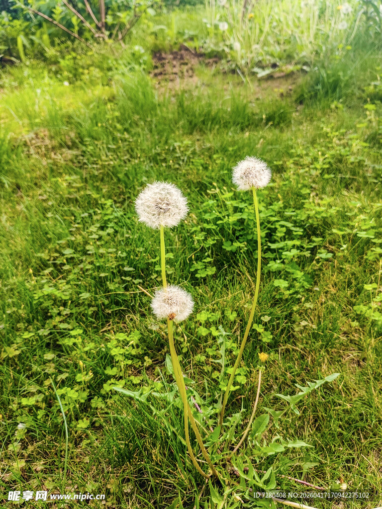 草地上的三朵蒲公英
