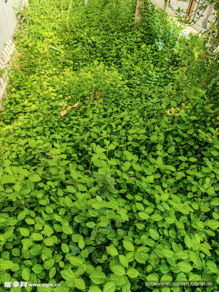 翠绿繁茂的地面植物景观