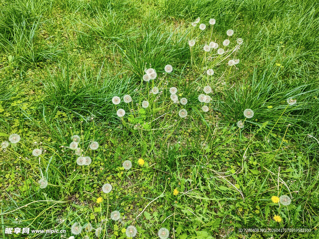 草地上的白色蒲公英小花