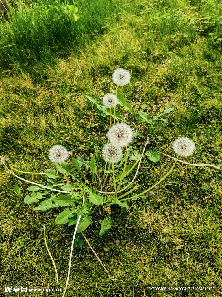 草地上的美丽蒲公英