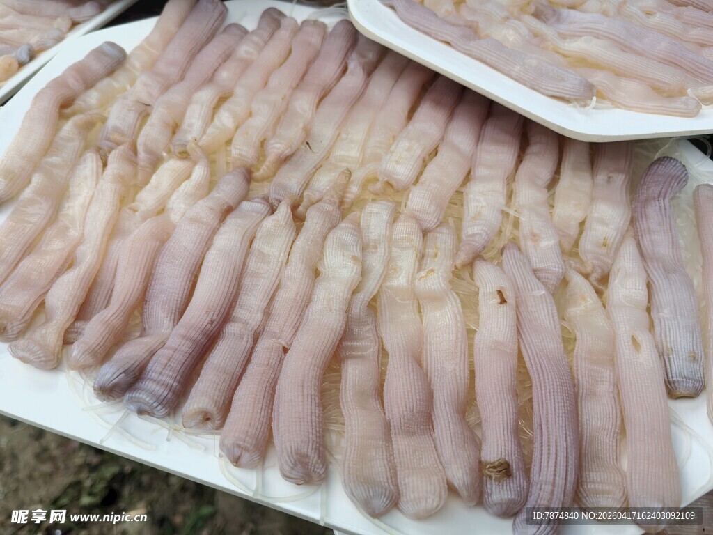 湛江美食沙虫
