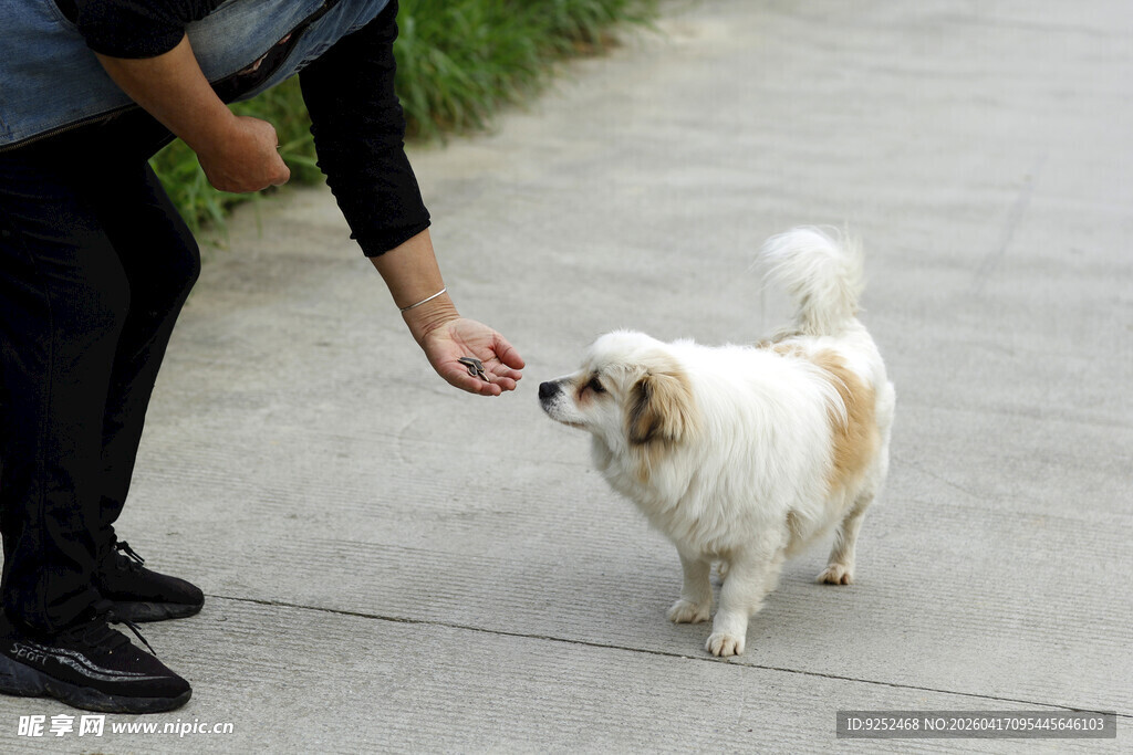 小狗 主人 喂食