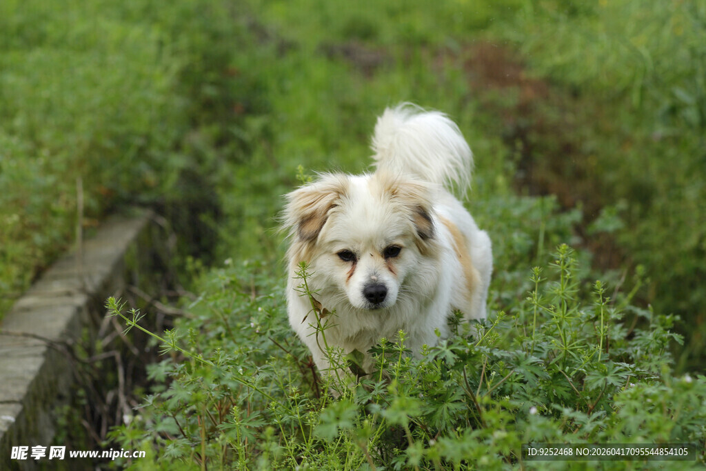 小白狗 草丛