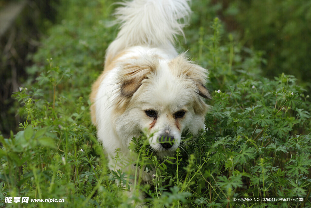 小狗 草丛