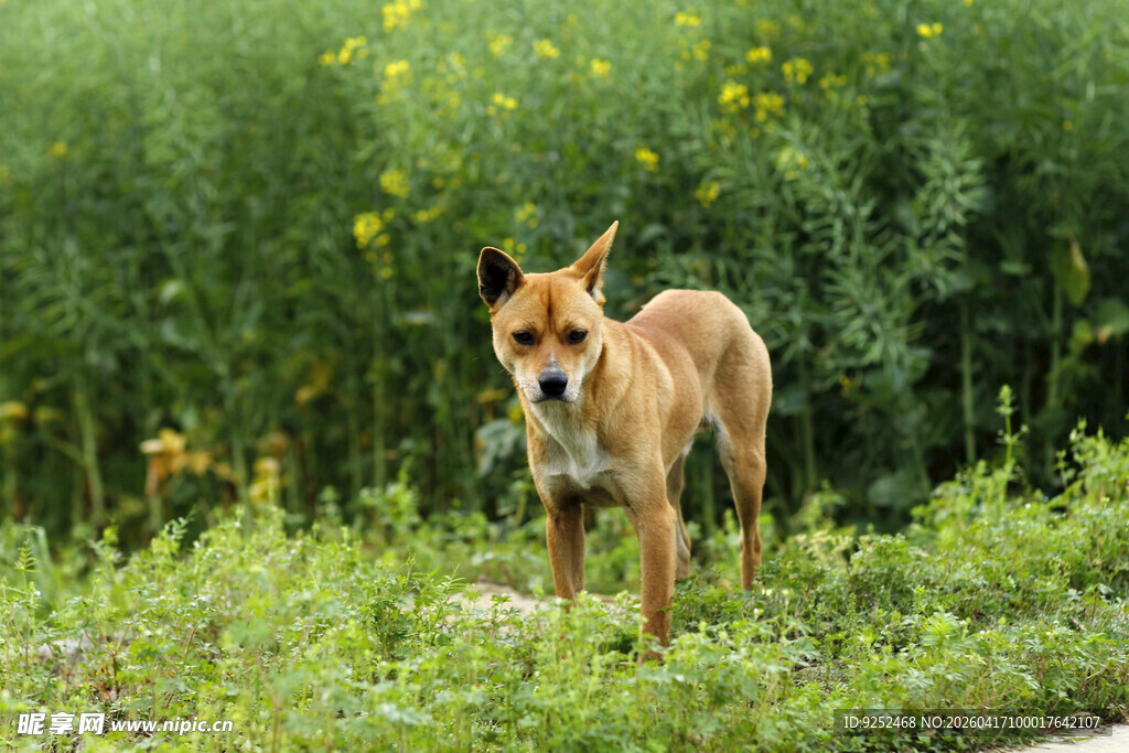 棕色犬 黄花