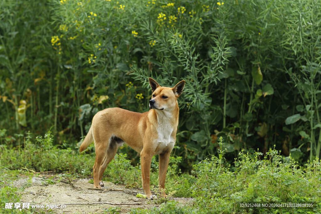 黄狗 户外