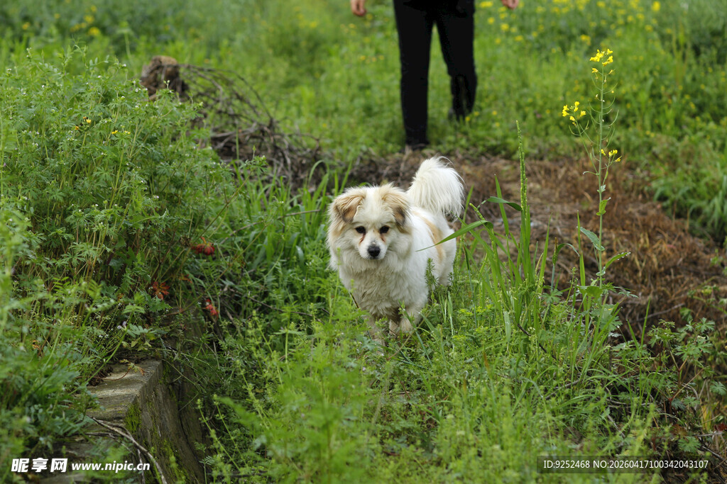 小狗 草地
