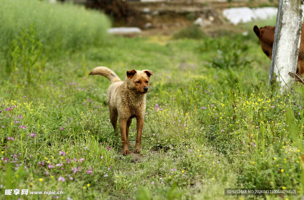 小狗 田园