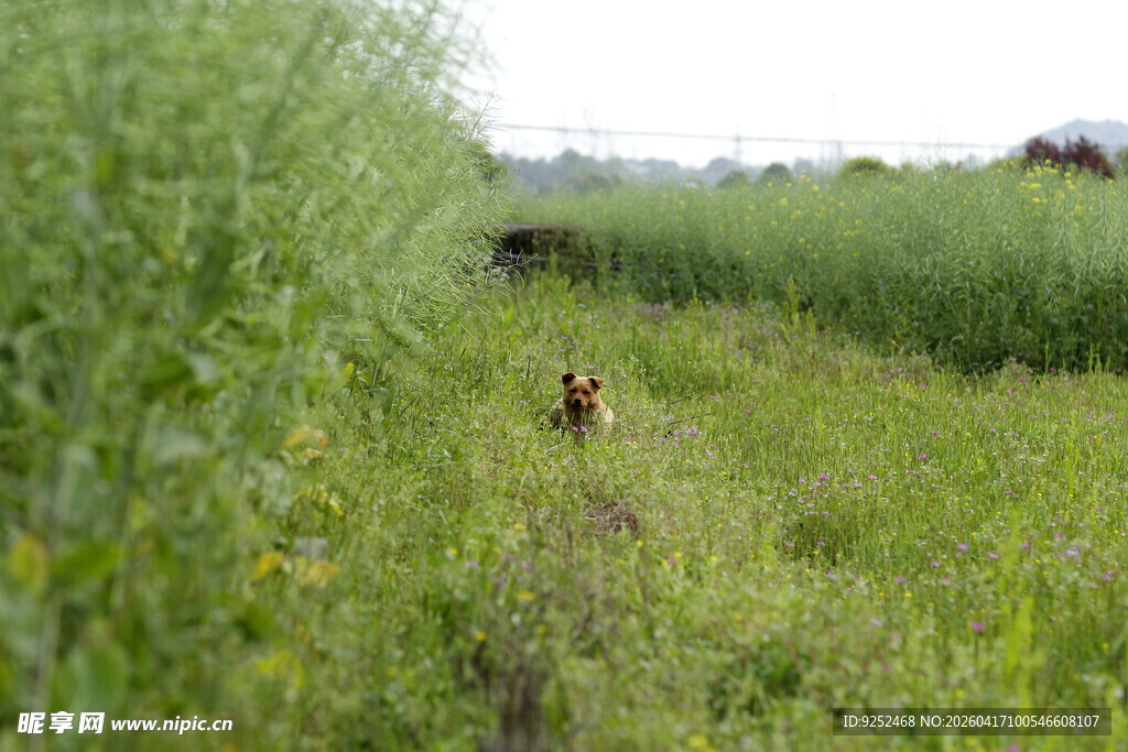 田野 草地 小狗