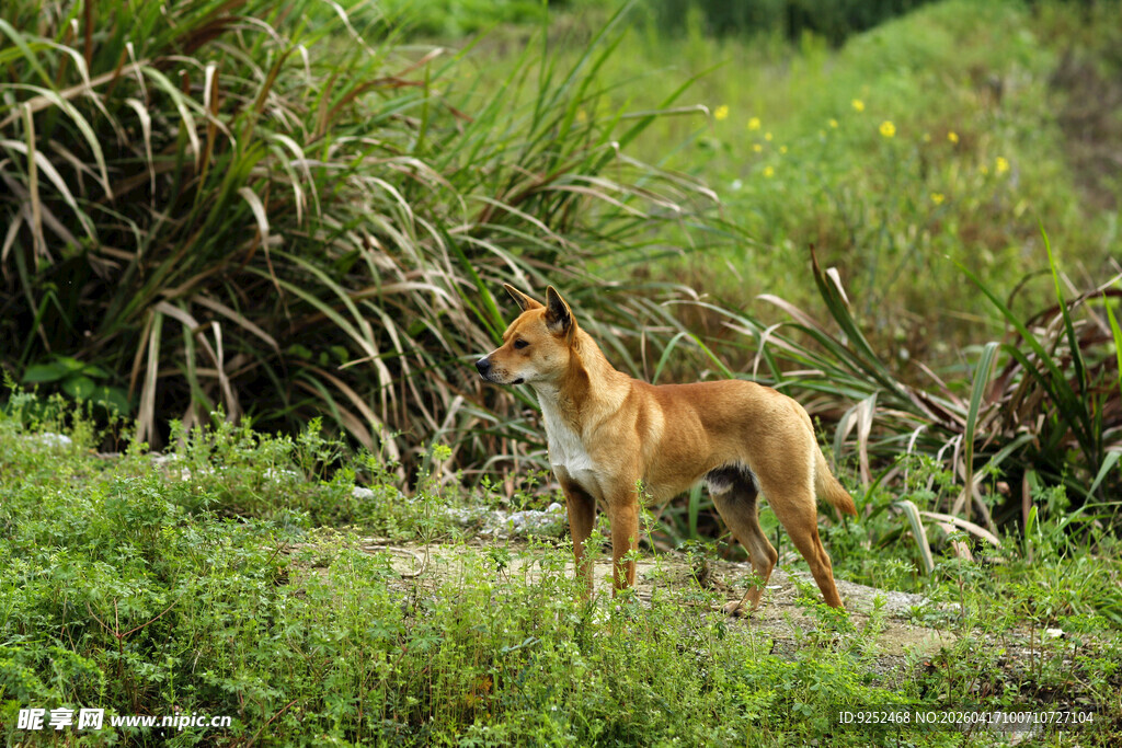 野犬 草地