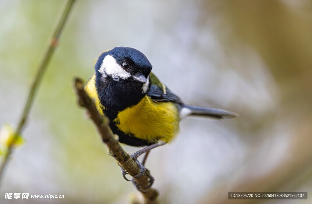 枝头的黄腹山雀
