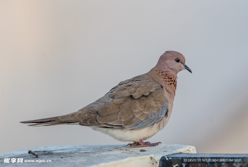 站在平台上的淡色鸽子