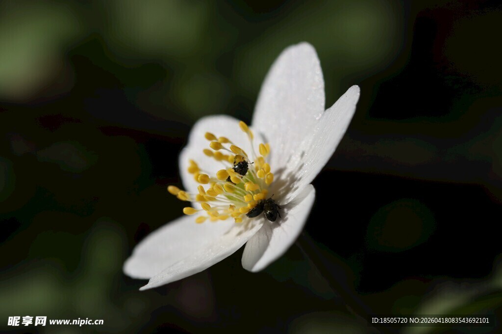 白色单瓣花特写