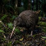 森林中的奇异鸟