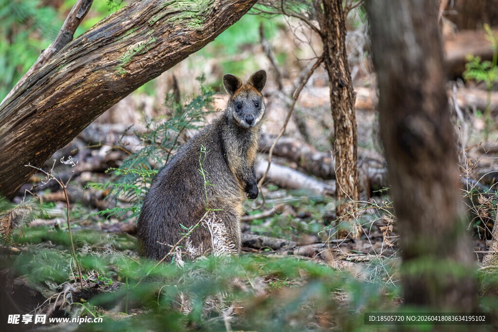 林间的袋鼠