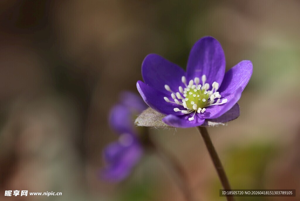 紫色银莲花特写