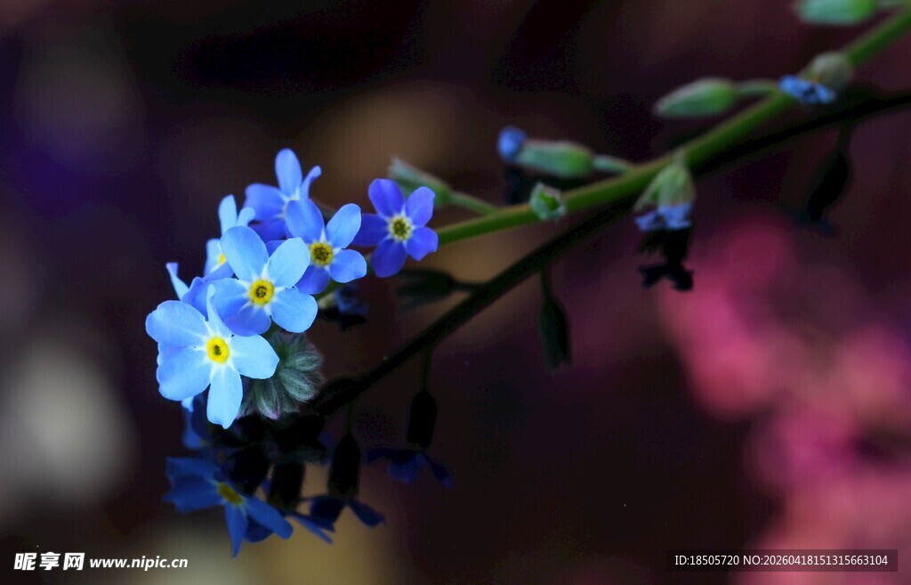 蓝色小花绽放枝头