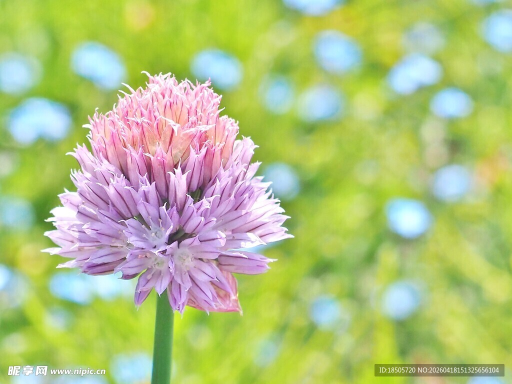粉色葱属花卉绽放于绿野