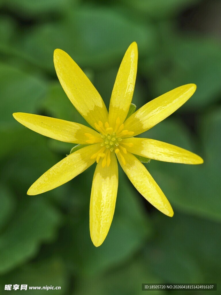 黄色小花绽放