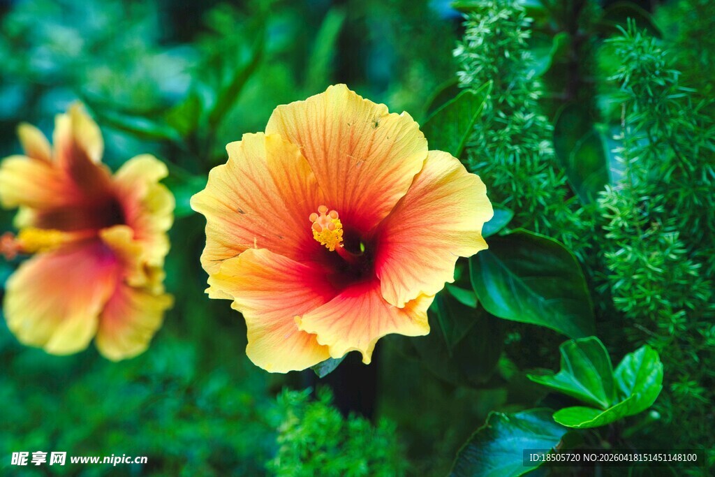 两朵艳丽的黄红色木槿花