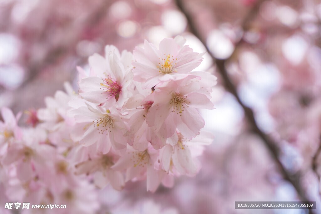 粉嫩樱花枝头绽放