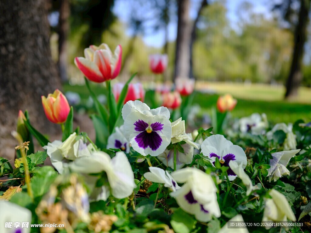 春日花园多彩花卉绽放