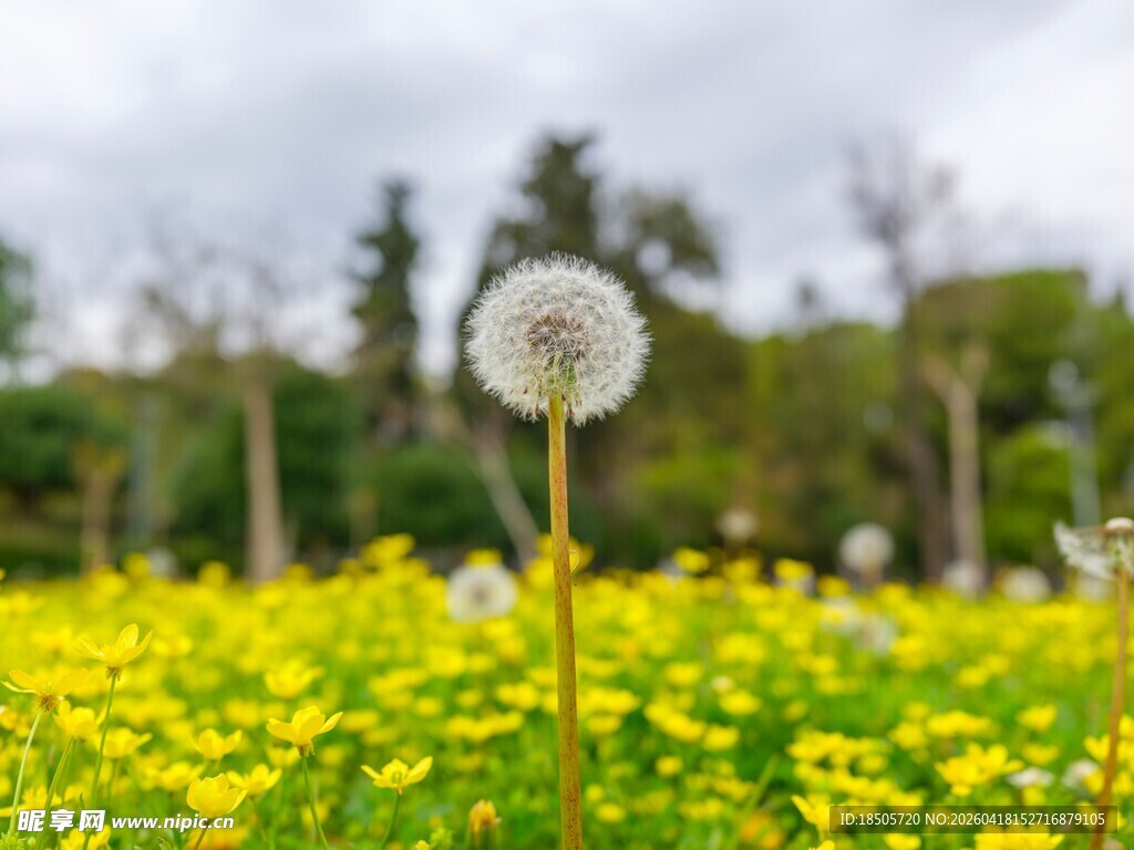蒲公英在黄花丛中绽放