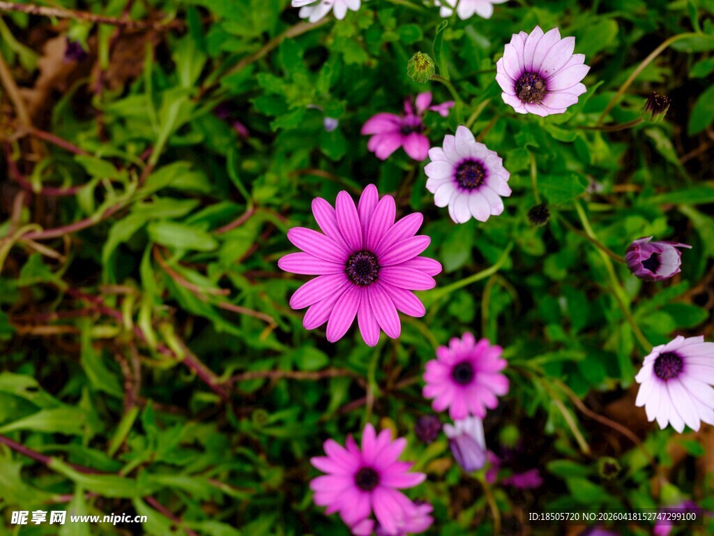 多彩雏菊绽放于葱郁草丛