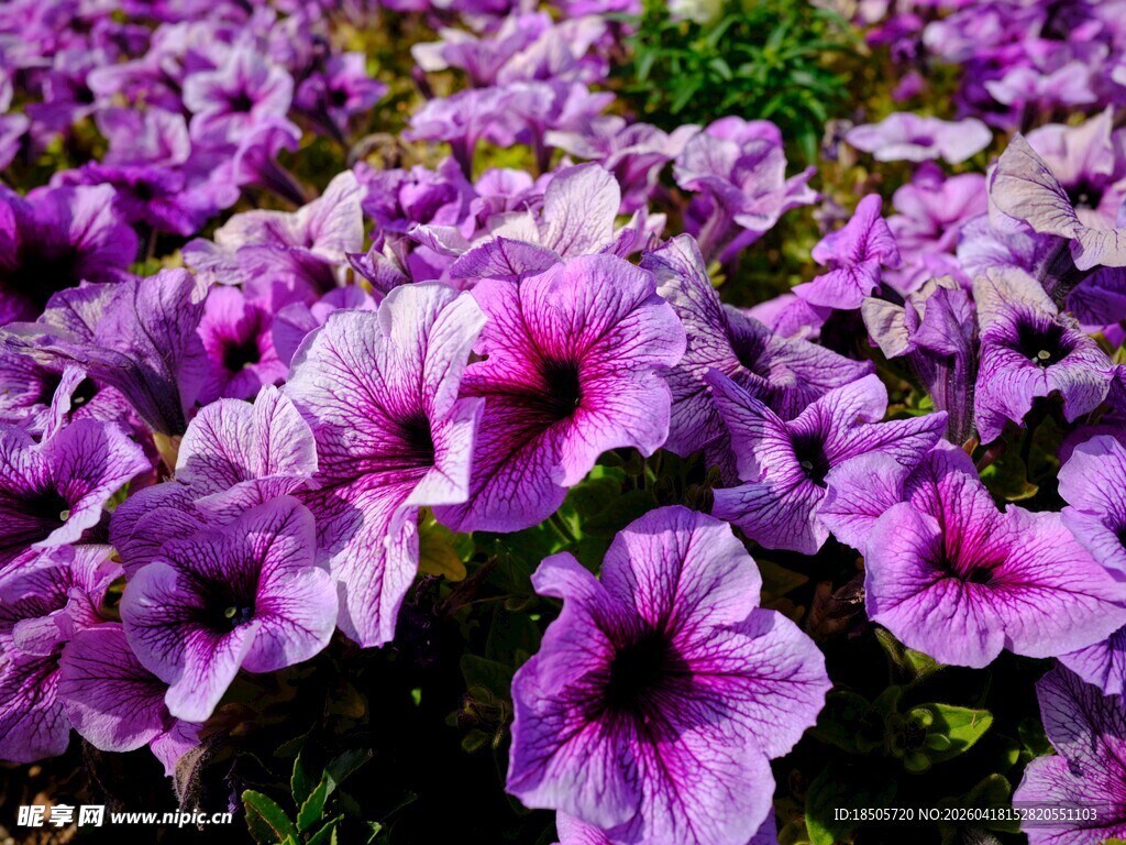 紫色矮牵牛花海