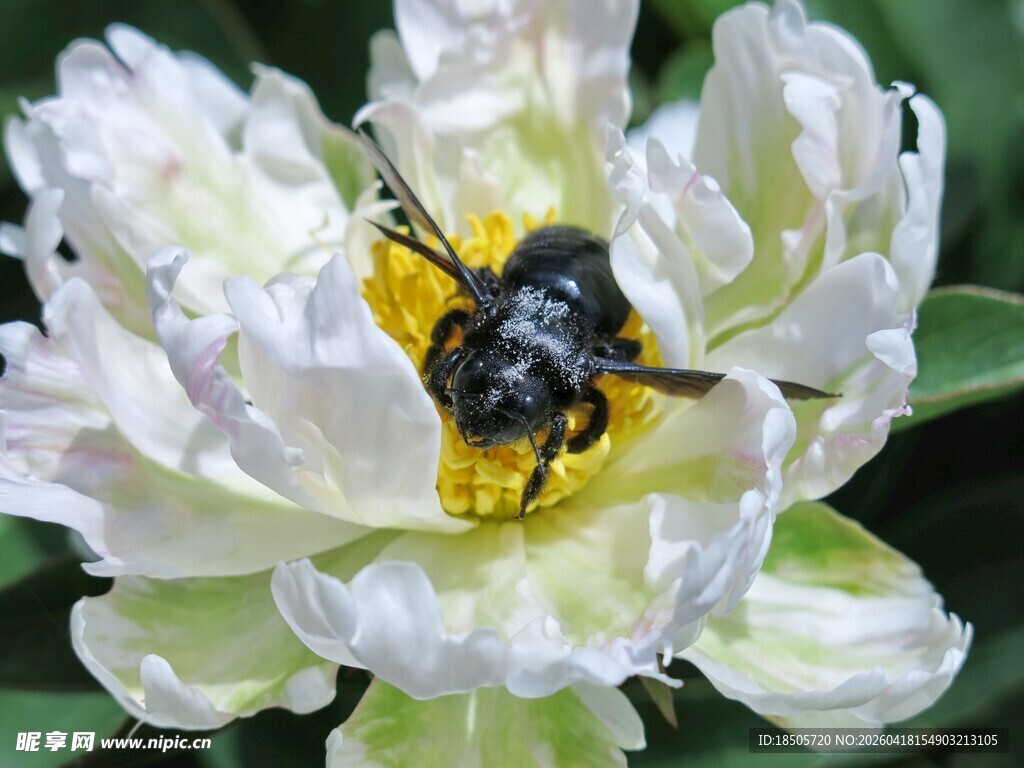 白牡丹上的黑蜂