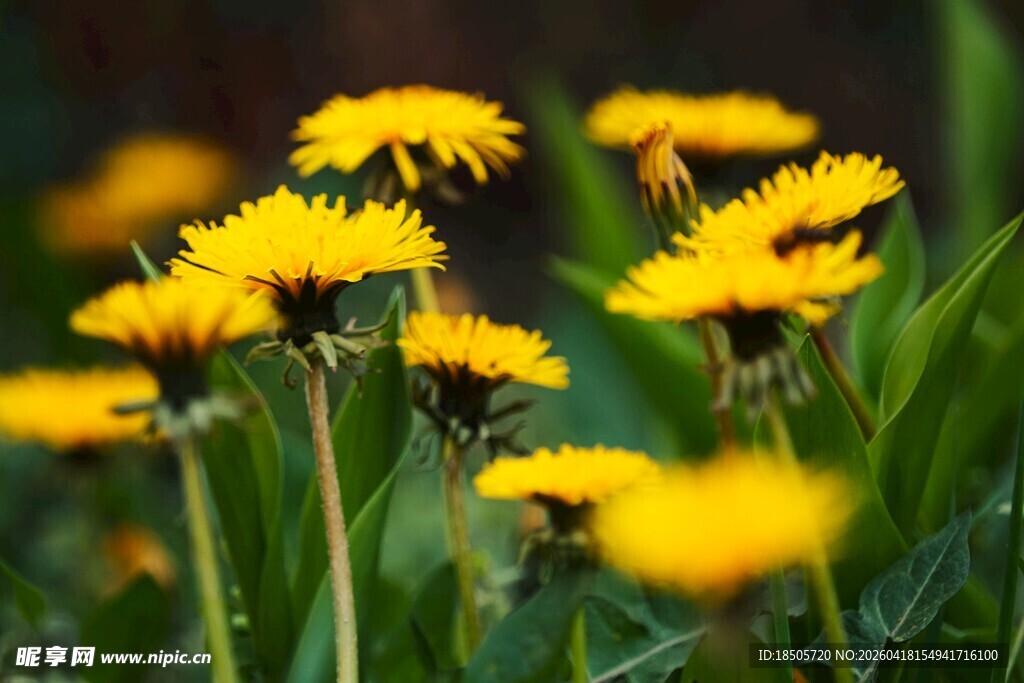 绽放的黄色蒲公英花朵