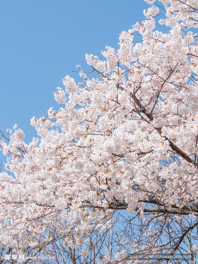 春日绽放的烂漫樱花树