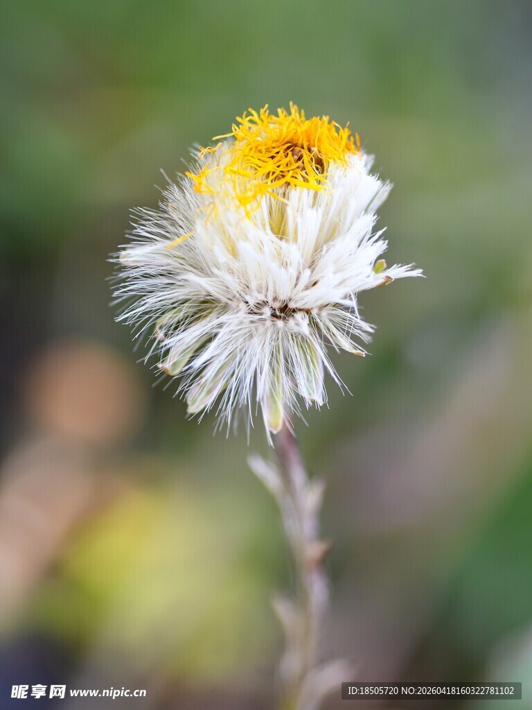 白色绒毛黄色花蕊小花