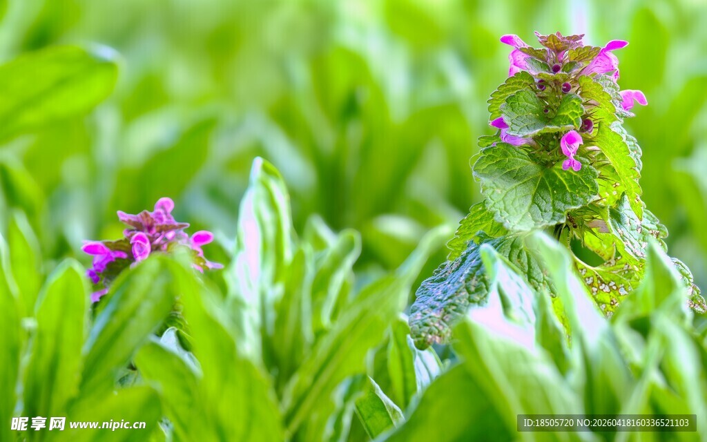 绿叶丛中绽放的娇艳小花