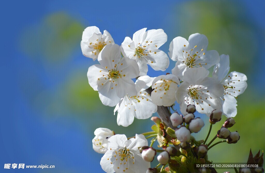 枝头绽放的洁白樱花
