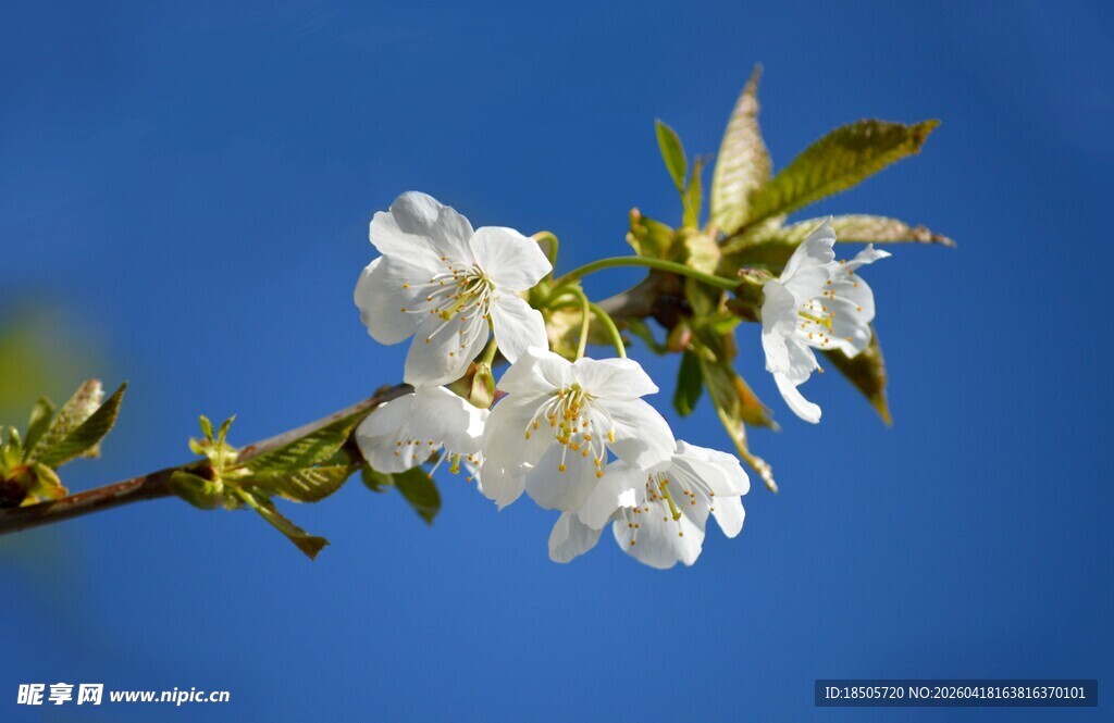 枝头绽放的洁白樱花