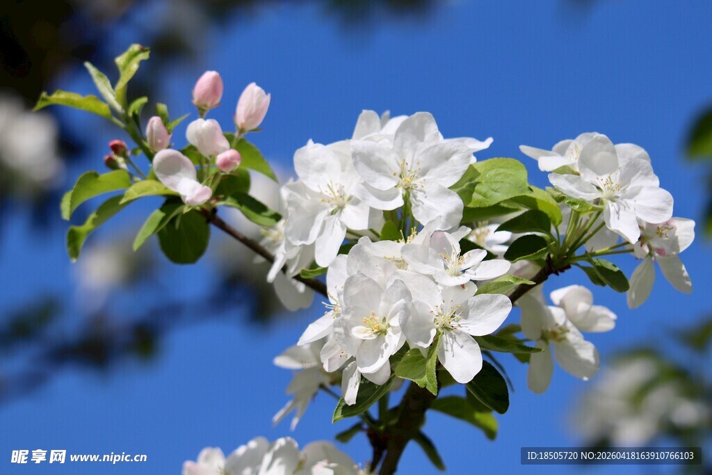 蓝天下绽放的洁白花朵