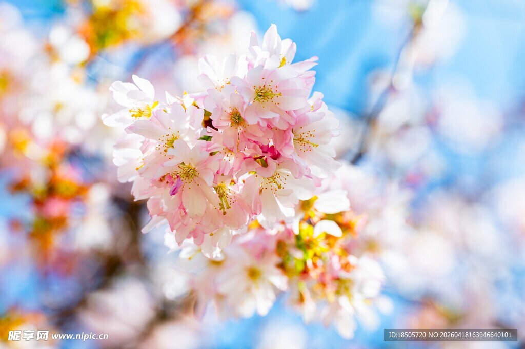 春日绽放的粉嫩樱花