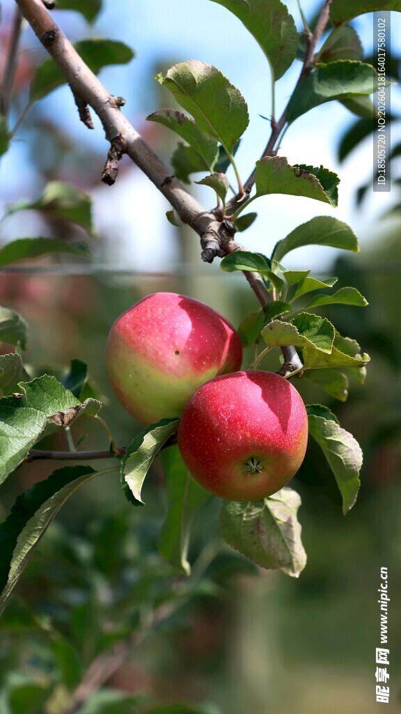 枝头红苹果