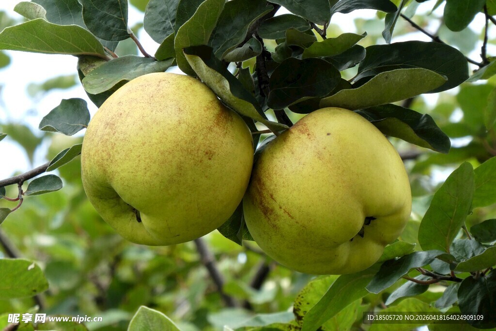 枝头挂着的两个鲜黄梨子