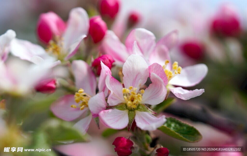 娇艳苹果花绽放枝头