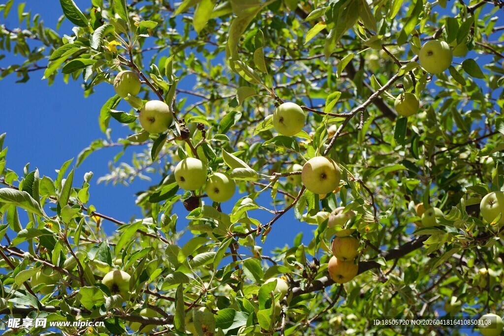 枝头硕果累累的翠绿果树