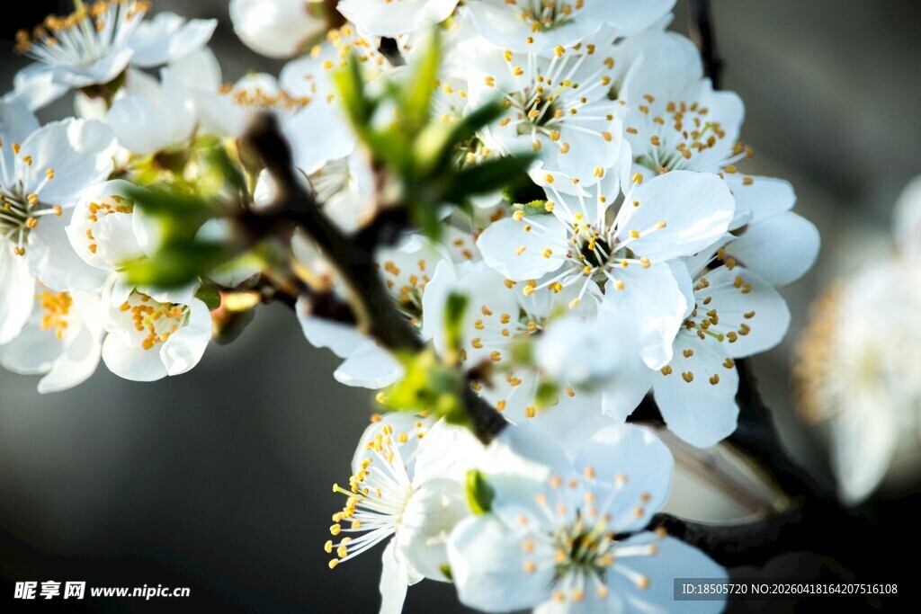 洁白绽放的美丽樱桃花