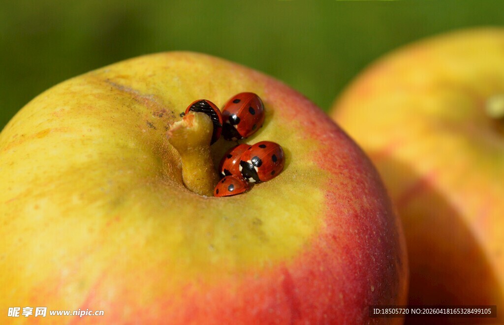 苹果上的瓢虫特写