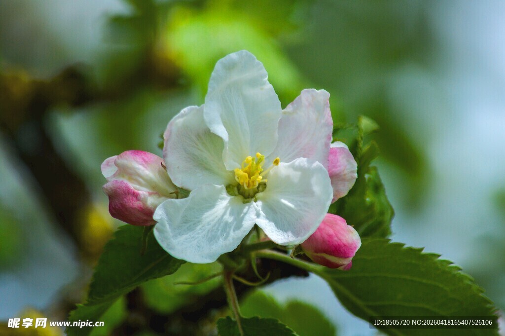 苹果花枝上的洁白花朵