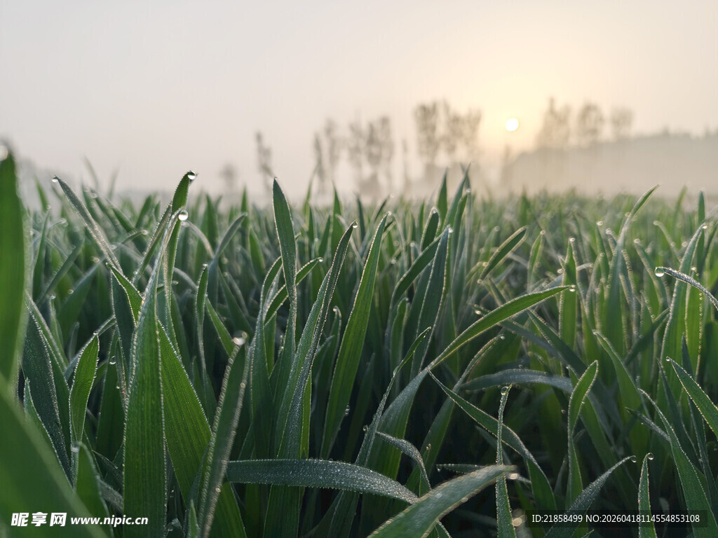 麦苗和它的露水